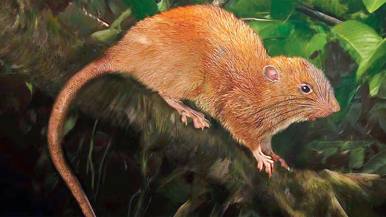 વૅનગુનુ જાયન્ટ ઉંદર 